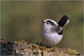 <p>MLYNAŘÍK DLOUHOOCASÝ (Aegithalos caudatus) /Long-tailed-tit - Schwanzmeise/</p>